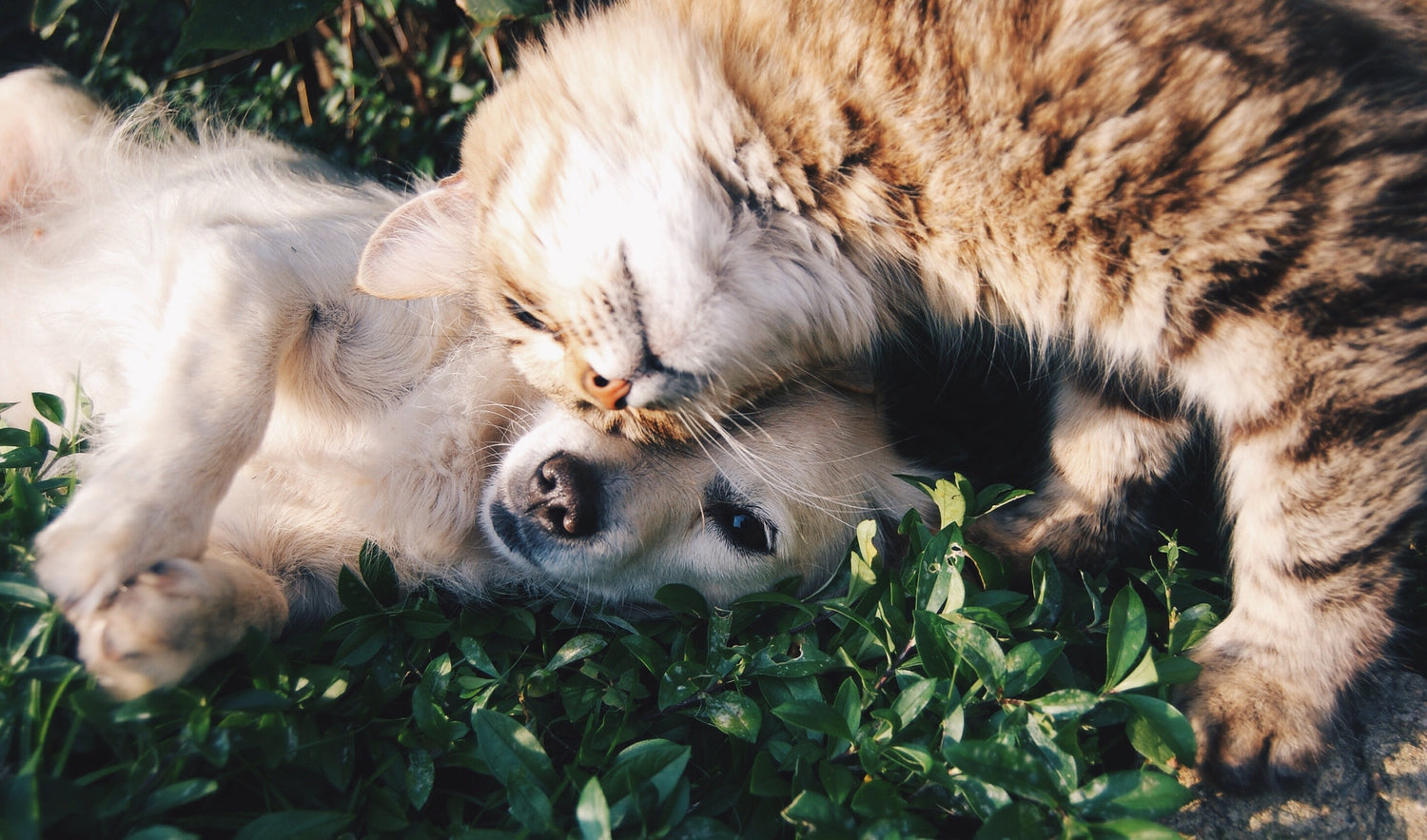 CBD pour chiens et chats