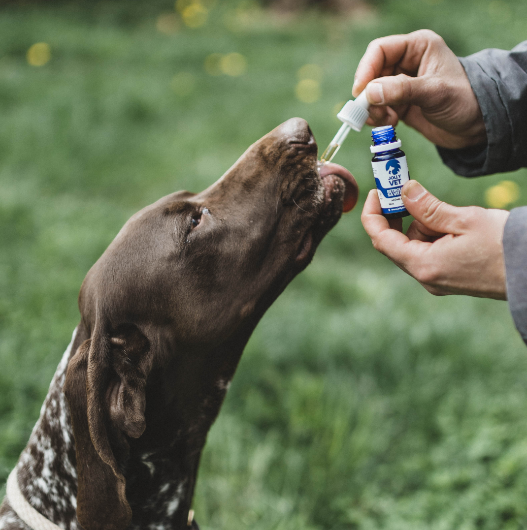 Huile de chanvre chien et chat